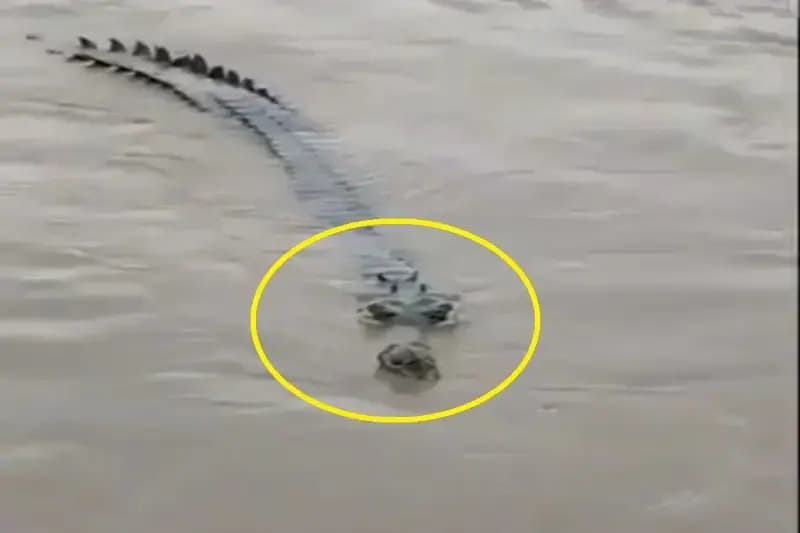 Chandauli News: गंगा में तैरता दिखा विशालकाय मगरमच्छ, ग्रामीणों में दहशत का माहौल.