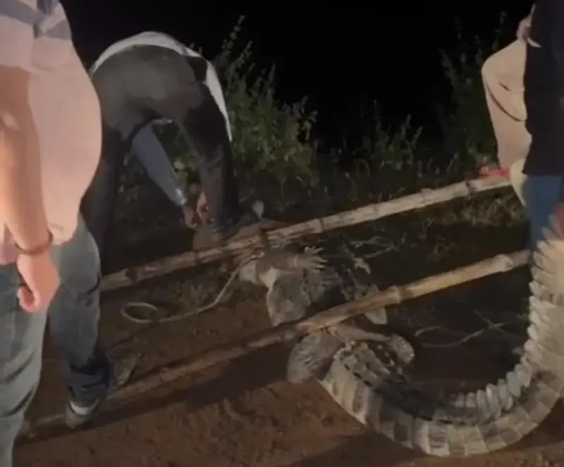 Sonbhadra News : मकान में 10 फीट लंबा मगरमच्छ देखकर मचा हड़कंप, रेस्क्यू कर सुरक्षित मुक्खा फाल में छोड़ दिया गया.