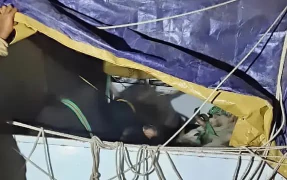 Chandauli News: बिहार जा रही गोवंश से भरी पिकअप को पुलिस ने पकड़ा, लेकिन तस्कर फरार.
