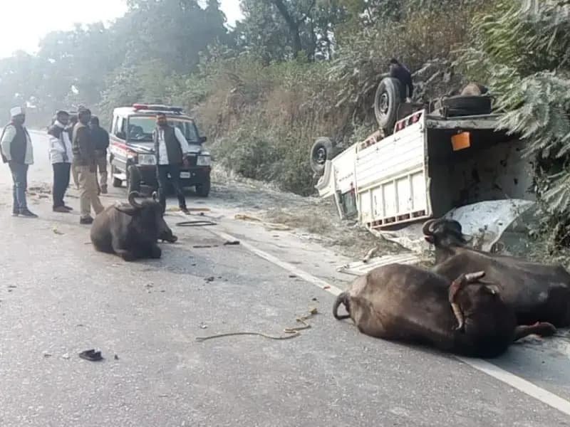 Sonbhadra News: टैंकर-पिकअप में जोरदार टक्कर, 5 भैंस गंभीर रूप से घायल, पुलिस राहत बचाव कार्य में जुटी.