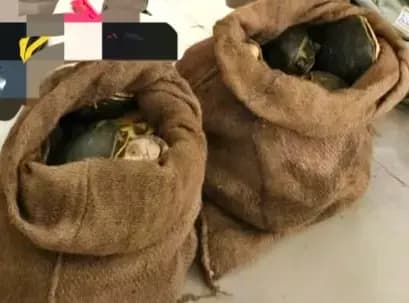 Chandauli News: दो बोरों से 37 कछुए बरामद, जीआरपी की सतर्कता से नाकाम हुई तस्करी.