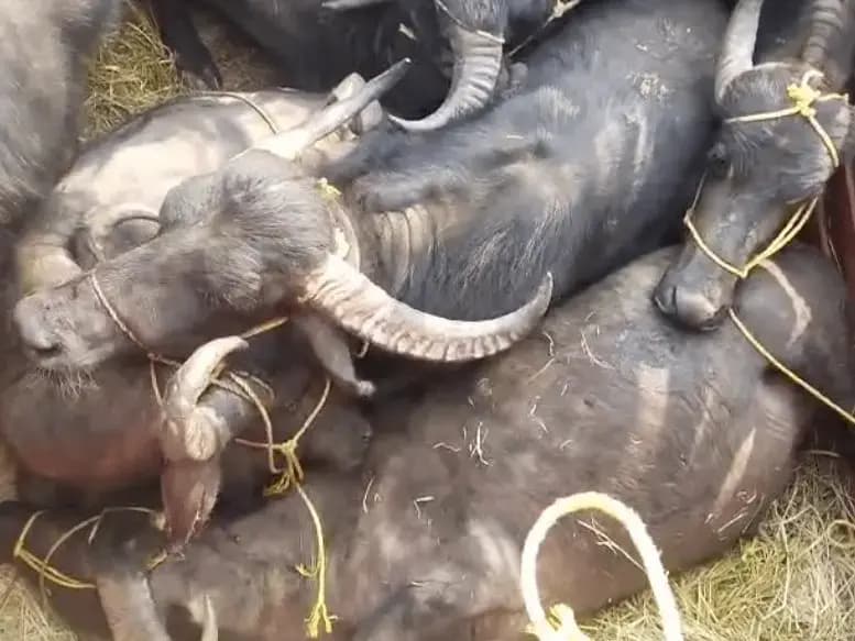 Sonbhadra News: मवेशियों से भरी मिनी ट्रक धराई, चालक वाहन छोड़ हुआ फरार.