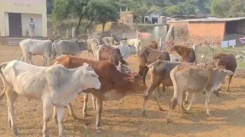 Sonbhadra News: मोरैला के जंगल से 19 गोवंश बरामद, दोनों तस्कर मौके से फरार.