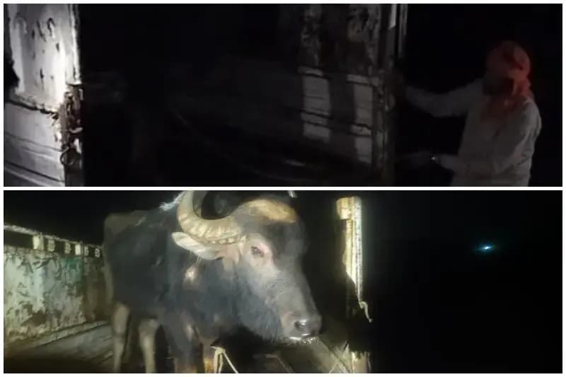 Sonbhadra News: पिण्डारी डैम के पास भैंसा तस्करी का प्रयास विफल.