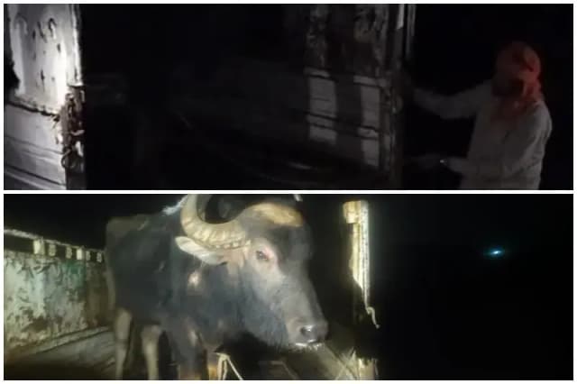 Sonbhadra News: पिण्डारी डैम के पास भैंसा तस्करी का प्रयास विफल.