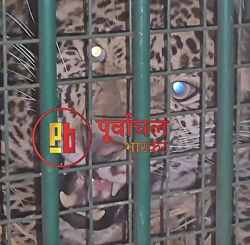 Chandauli News: चन्द्रप्रभा सेंचुरी में छोड़ा गया लखीमपुरखीरी में पकड़ा गया मादा तेंदुआ, अब सेंचुरी एरिया हो गए तीन तेंदुए.