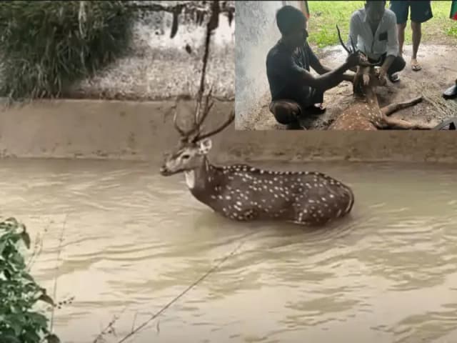 Sonbhadra News: जंगल से भटककर नहर में गिरा हिरण, इलाज के दौरान तोड़ा दम.
