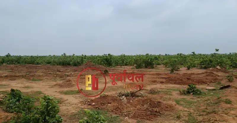 Chandauli News: वन भूमि पर कब्जे की कोशिश नाकाम, तीन पर वन अपराध दर्ज, भूमाफिया कार्रवाई की तैयारी.