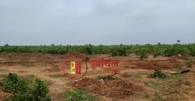 Chandauli News: वन भूमि पर कब्जे की कोशिश नाकाम, तीन पर वन अपराध दर्ज, भूमाफिया कार्रवाई की तैयारी.