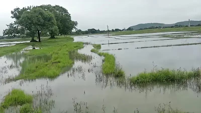 Chandauli News: चेकडैम बना किसानों के लिए मुसीबत, हल्की बारिश में सैकड़ों एकड़ खेत जलमग्न.
