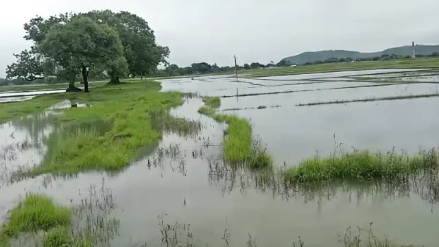 Chandauli News: चेकडैम बना किसानों के लिए मुसीबत, हल्की बारिश में सैकड़ों एकड़ खेत जलमग्न.