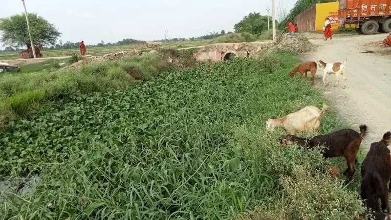 Chandauli News: दरियापुर माइनर सूखी, सिंचाई संकट से परेशान किसानों ने दी आंदोलन की चेतावनी.