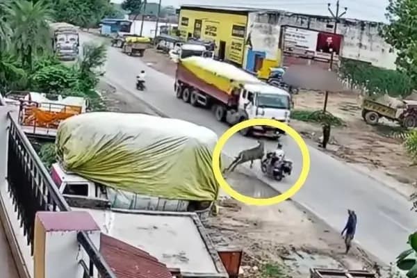 Ghazipur News: नीलगाय से टकराने के बाद डंपर की चपेट में आया बाइक सवार, दोनों की मौके पर मौत, वीडियो वायरल.
