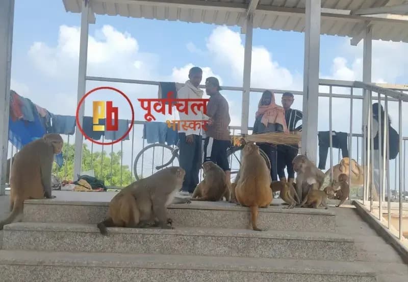 Chandauli News: रेलवे फुटओवर ब्रिज पर बंदरों का आतंक, जान जोखिम में डालकर ट्रैक पार कर रहे लोग.