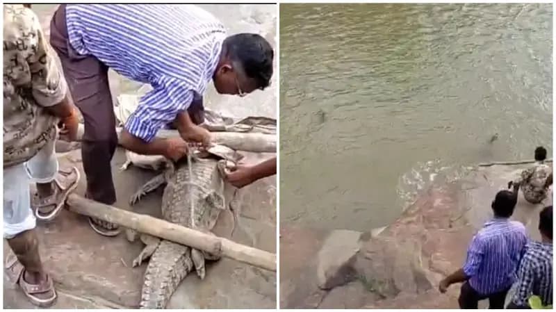 Sonbhadra News: तालाब में मिला पांच फीट लंबा मगरमच्छ, वन विभाग ने किया रेस्क्यू.