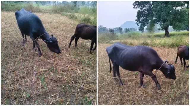 Sonbhadra News: पशुपालक के घर से भैंस और पड़िया चोरी, 80 हजार का नुकसान, पीड़ित ने एसपी से लगाई गुहार.
