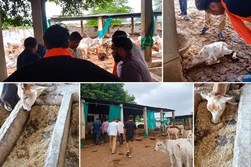 Sonbhadra News: ओबरा गौशाला में मृत बछड़े के शव को कौवों ने नोचा,विश्व हिंदू महासंघ ने गुस्से में व्यवस्थाओं पर उठाये सवाल.