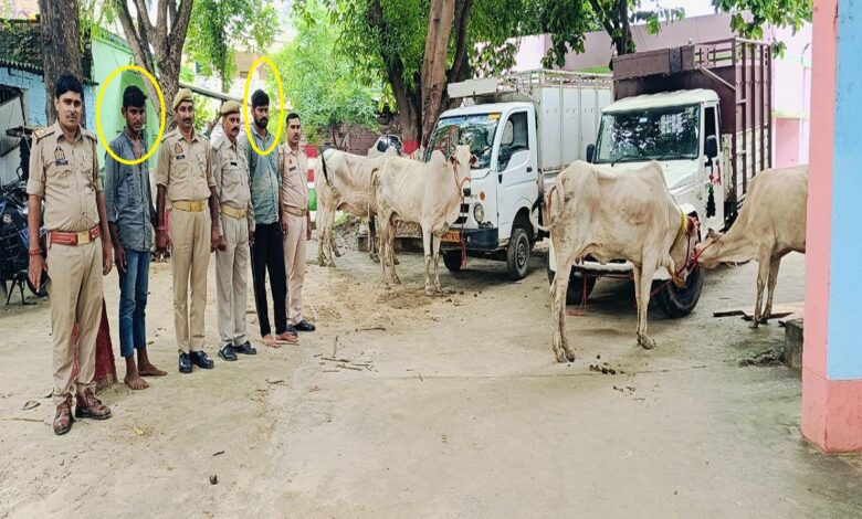 बलुआ थाने में गिरफ्तार अंतर्जनपदीय गौ तस्कर के साथ बलुआ पुलिस