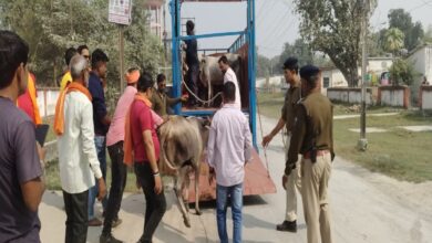 रेलवे कालोनी में घूम रहे छुट्टा पशुओं को पकड़ते आरपीएफ जवान और गौ रक्षा समिति के लोग भेजा गौशाला