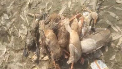 जहरीला पदार्थ खाकर मरी हुई बत्तखे
