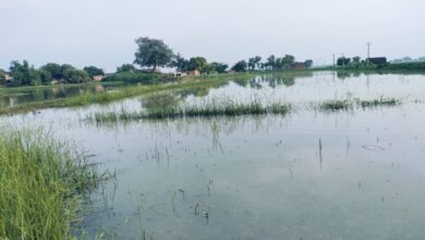 खेतो में चारो तरफ भरा पानी