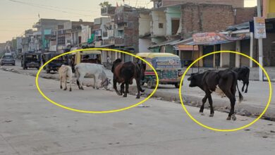 चहनियां कस्बा में मुख्य मार्ग पर घूम रहे छुट्टा पशु