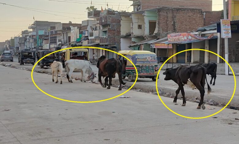 चहनियां कस्बा में मुख्य मार्ग पर घूम रहे छुट्टा पशु