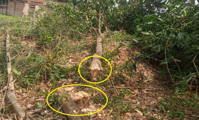 आदेश के बावजूत विवादित स्थल पर काटा गया हरा पेड़