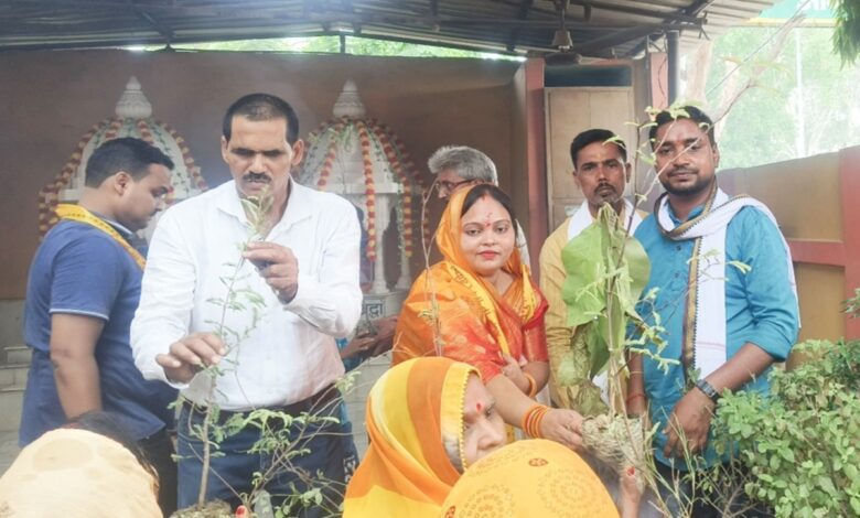 पौधे का वितरण करती नगर पंचायत सैयदराजा अध्यक्ष आभा जायसवाल
